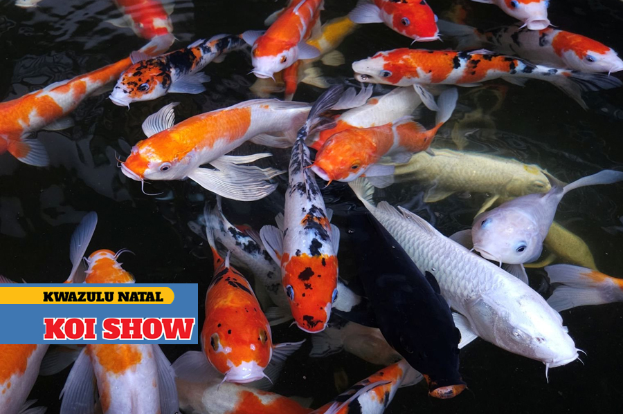 koi_show26