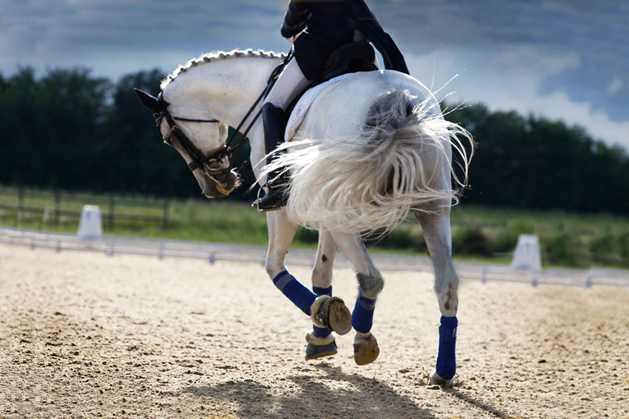 dressage_aug26