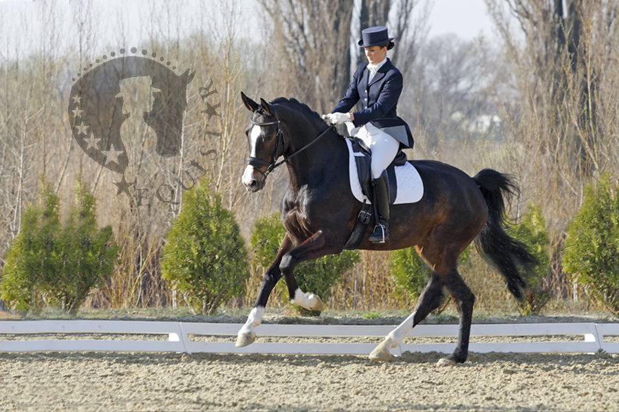 equistar_dressage